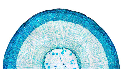 Stem of wood dicotyledon, half cross section under microscope. Light microscope slide with the microsection of a wood stem with vascular bundles, concentric arranged in a ring. Plant anatomy. Photo. - obrazy, fototapety, plakaty