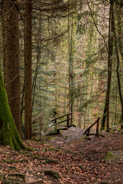 Stairway to the canyon and to the creek in the middle of the forest