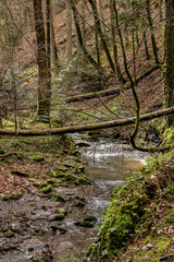 Little creek down the canyon in the middle of the green forest