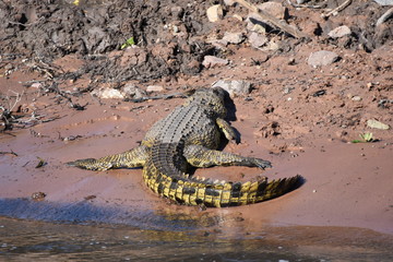 Basking Nile crocodile in Chobe National Park, Botswana