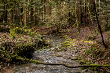 Little creek down the canyon in the middle of the green forest