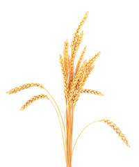 Bunch of ripe wheat ears.