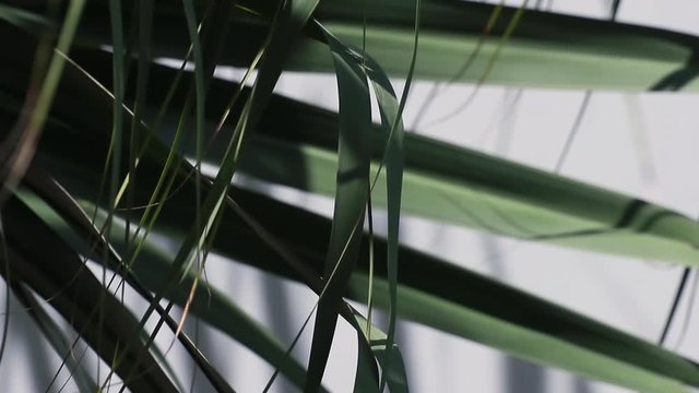 Abstract beauty in nature. Bifid leaf tips of Livistona chinensis, known as Chinese fan palm or fountain palm, swaying in the wind