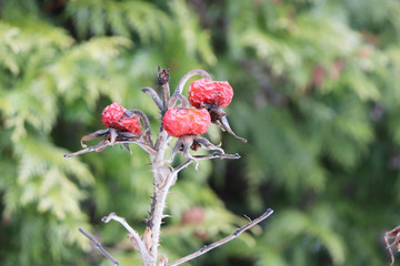 red and dry rosehip berries in spring