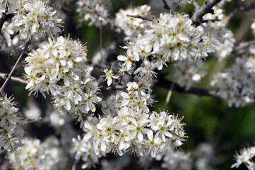 In spring, the blackthorn blooms in nature