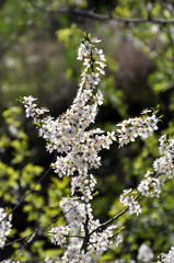 In spring, the blackthorn blooms in nature