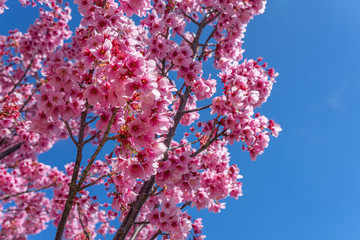 Cherry Blossom in spring, Japan