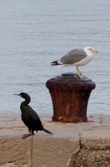 bird