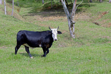 Black ox with white head, isolated, walking in the pasture