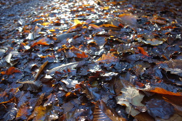 Path with leaves upclose with sunlight reflecting on them