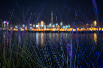 Dubai Skyline at Night Blurred Behined the Lavnder Grass