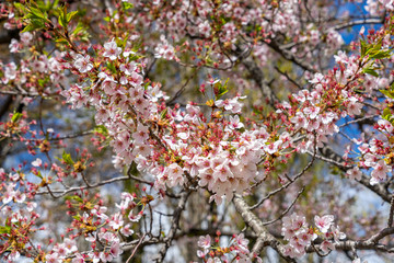 Cherry Blossom in spring, Japan