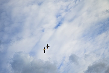 flying in the sky