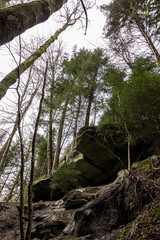 Huge rocks and high trees down the canyon in the middle of the green forest
