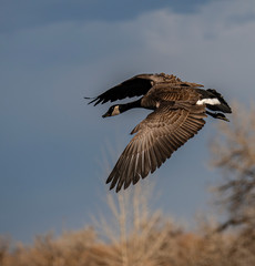 CANADA GEESE IN FLIGHT