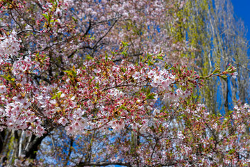 Cherry Blossom in spring, Japan