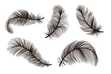 Black black feather hand drawing vintage set. Detailed feathers sketch. Bird plume collection vector