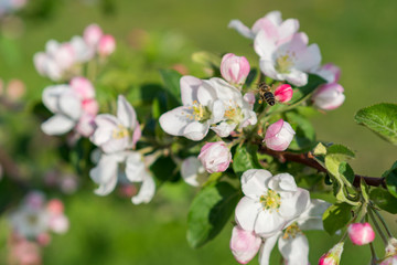 Honey bee pollinating apple blossom. The Apple tree blooms. Spring flowers