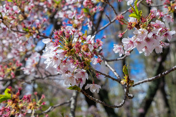 Cherry Blossom in spring, Japan
