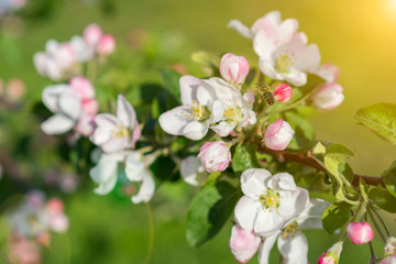 Naklejka na ściany i meble Honey bee pollinating apple blossom. The Apple tree blooms. Spring flowers. toned