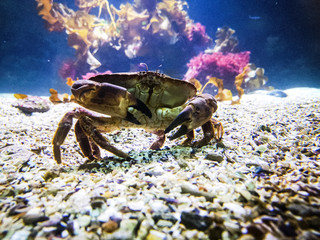 Crab Underwater on the sea floor