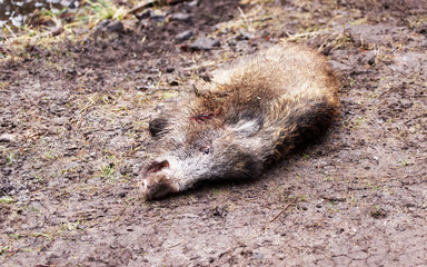 Obraz premium Killed wild boar at autumn forest