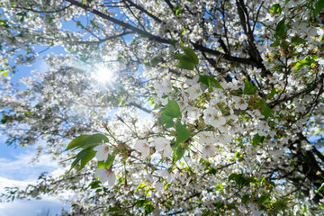 Cherry Blossom in spring, Japan