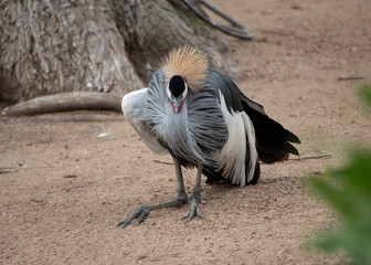 grey crowned crane
