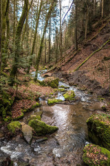 Little creek down the canyon in the middle of the green forest