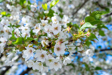 Cherry Blossom in spring, Japan