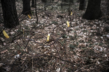 Twisted rusty wire thrown in the forest. Garbage in the forest.