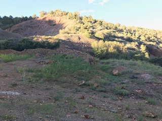 Mule Deer Mountain Side