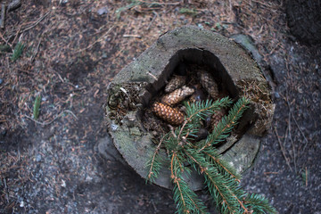 Empty forest after hibernation