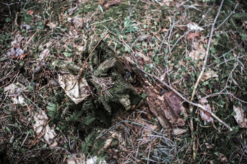 Empty forest after hibernation