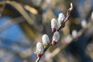 Pussy willow is a beautiful tree in spring © Bohuslav