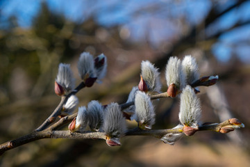 Pussy willow is a beautiful tree in spring © Bohuslav