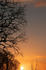 tree with leafless branches and evening sky, sympathy message, death
