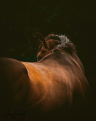 horse on a black background