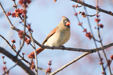 Red Cardinal Female Northern Singing in a Red Flowering Tree
