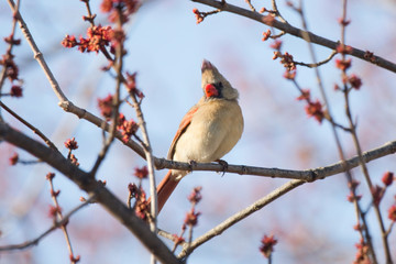 Red Cardinal Female Northern Singing in a Red Flowering Tree