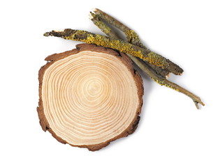 Dry branch with yellow lichen and cross section of tree trunk isolated on white background