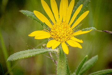 yellow flower on green background