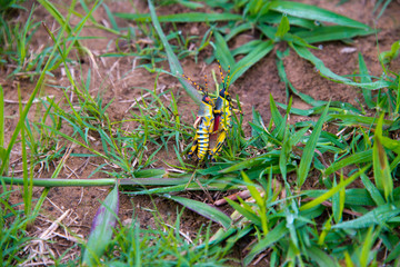 couple of mating grasshoppers, Phuthaditjhaba, south africa