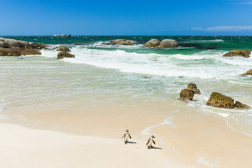 Fototapeta na wymiar Penguin in Boulders Beach near Capetown