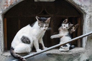 Two stray cats against a brick wall. Photography of playing cats, happy homeless animal mother and son.