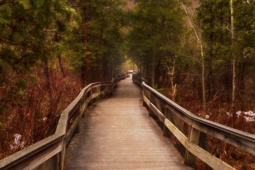 Obraz premium Walkway through the woods