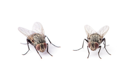 fly isolated on a white background