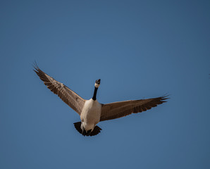 CANADA GEESE IN FLIGHT