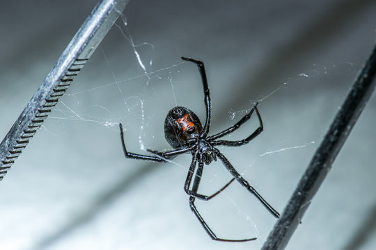 Dangerous Black Widow Spider 