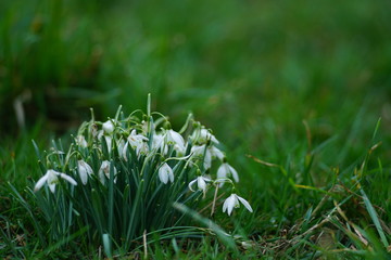 Galanthus Schneeglöckchen Blumen im Frühling